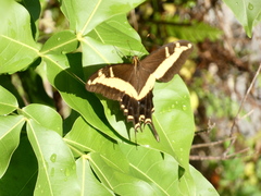 Heraclides andraemon