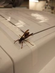 Polistes rubiginosus