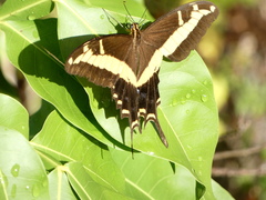 Heraclides andraemon