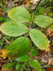 Rubus idaeus