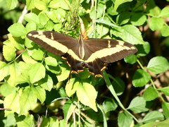 Heraclides andraemon