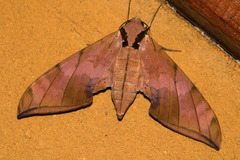 Ambulyx substrigilis