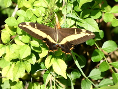 Heraclides andraemon