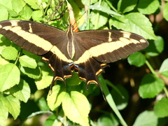 Heraclides andraemon