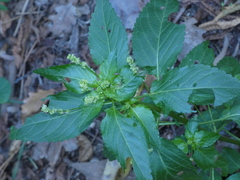 Mercurialis annua