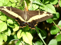 Heraclides andraemon