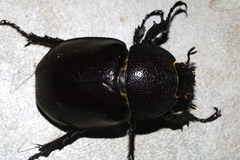 Xylotrupes