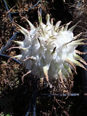 Saussurea