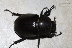 Xylotrupes