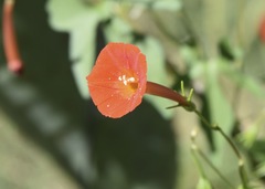 Ipomoea cristulata