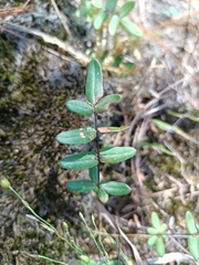 Pellaea ternifolia