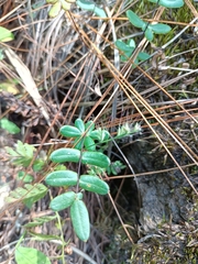 Pellaea ternifolia