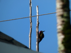 Melanerpes radiolatus