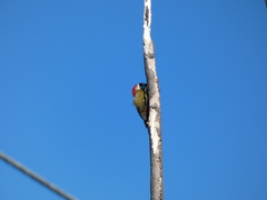 Melanerpes radiolatus