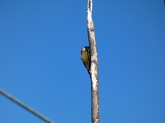 Melanerpes radiolatus