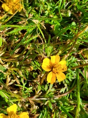Bidens anthemoides