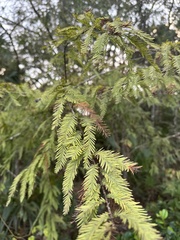 Taxodium distichum