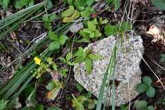 Potentilla cryptotaeniae