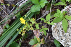 Potentilla cryptotaeniae
