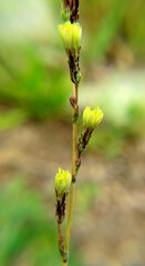 Lactuca canadensis