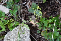 Potentilla cryptotaeniae