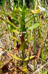 Gratiola officinalis