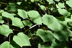 Acer tegmentosum