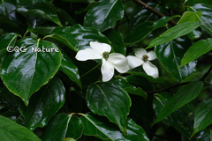 Cornus kousa