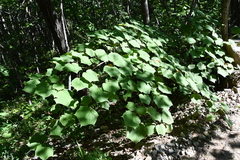 Acer tegmentosum