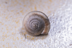 Cathaica fasciola