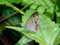 Ypthima stellera