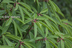 Daphniphyllum macropodum