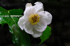 Calycanthus chinensis
