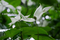 Cornus kousa