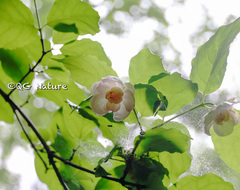 Calycanthus chinensis