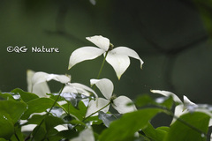 Cornus kousa