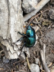 Halffterius rufoclavatus