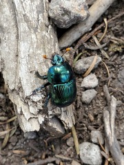 Halffterius rufoclavatus