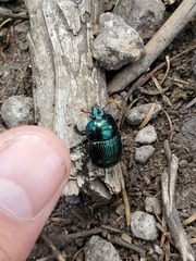 Halffterius rufoclavatus