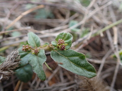 Boerhavia glabrata