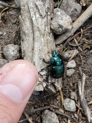 Halffterius rufoclavatus