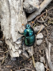 Halffterius rufoclavatus