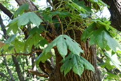 Kalopanax septemlobus