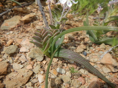 Lapeirousia pyramidalis pyramidalis