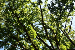 Kalopanax septemlobus