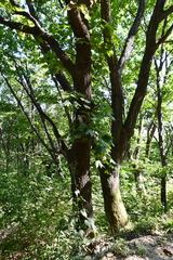 Kalopanax septemlobus