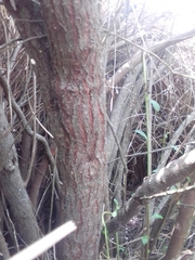 Escallonia megapotamica