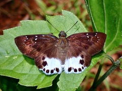 Tagiades trebellius