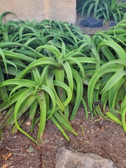 Aloe vanbalenii