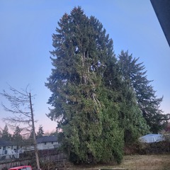 Picea abies